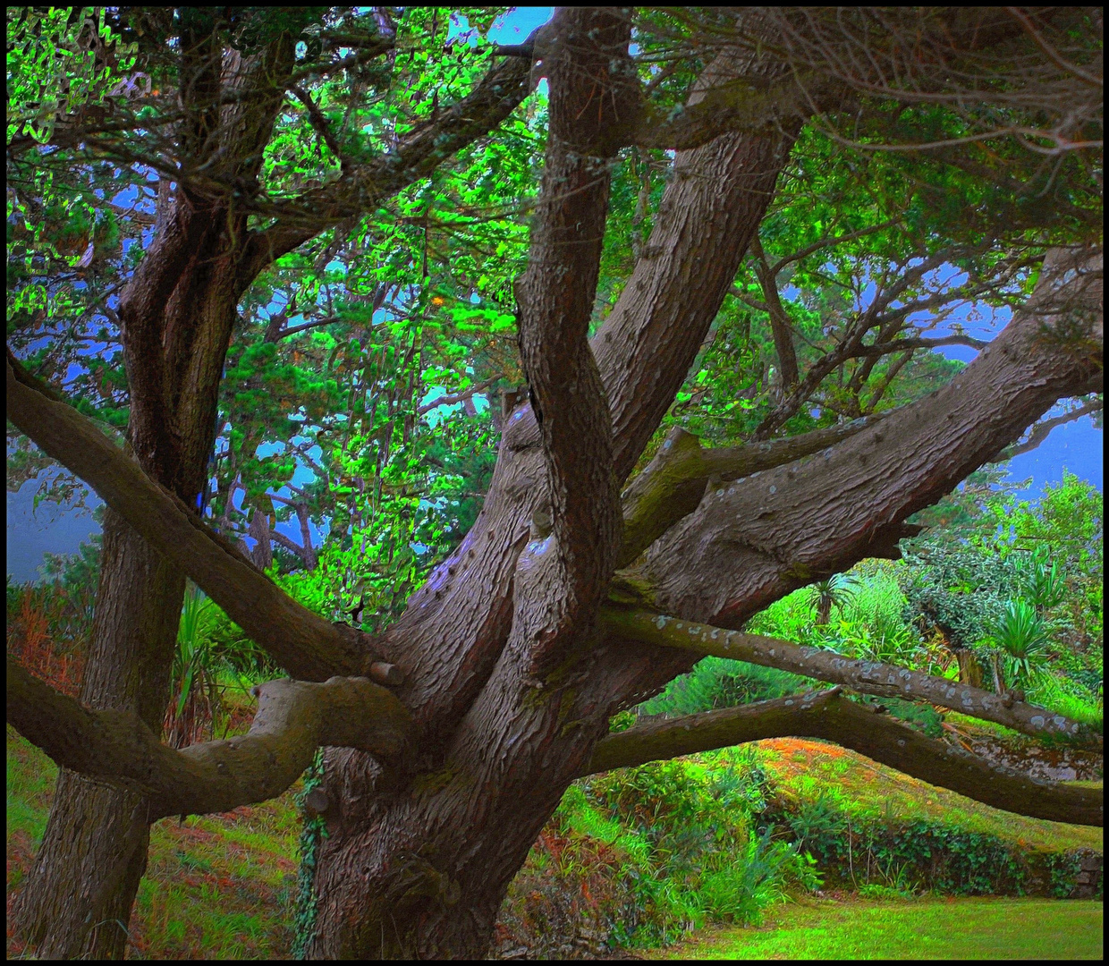 PAUSE /  Arbres penchés