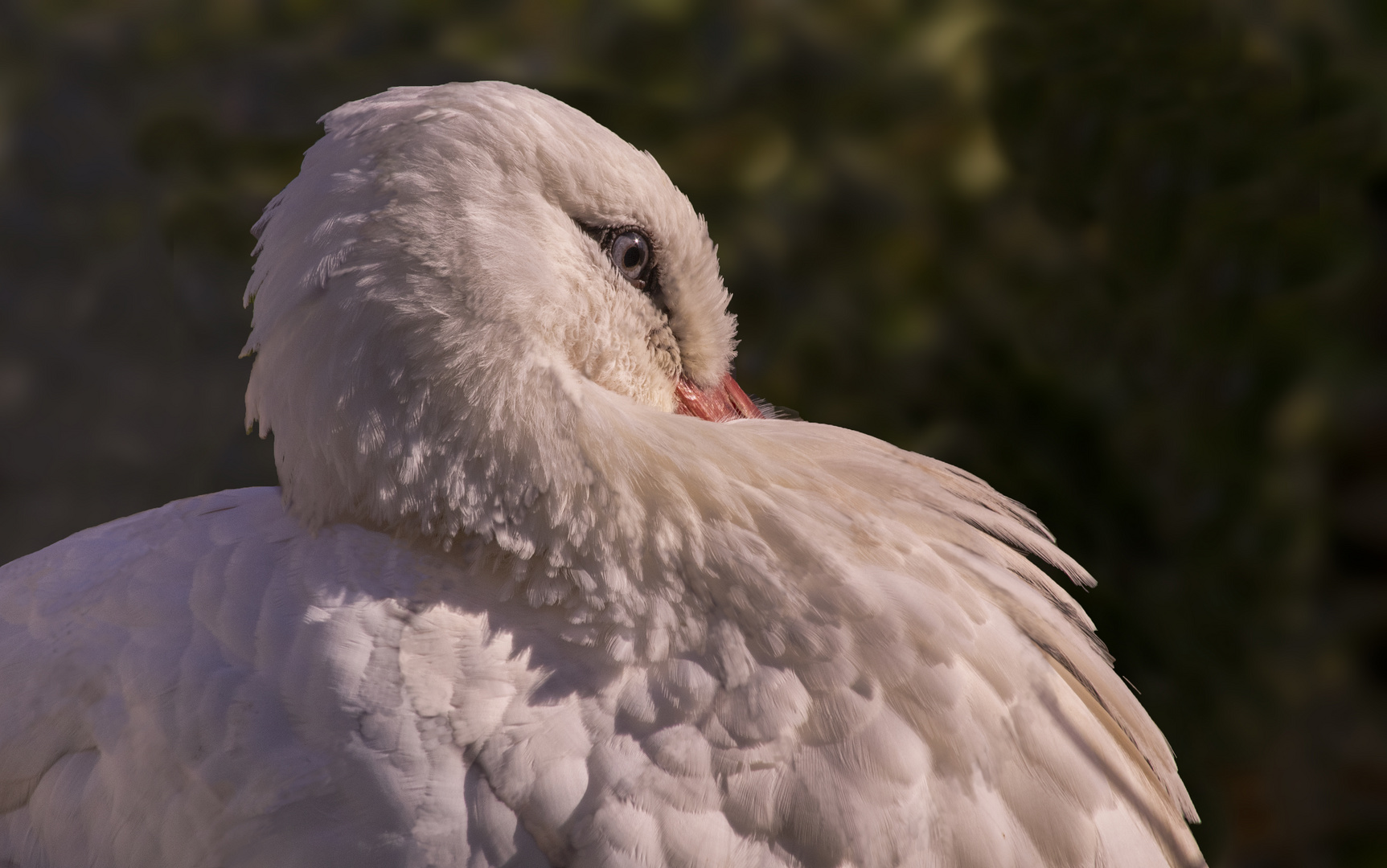 Pause au couchant (Ciconia ciconia, cigogne blanche)