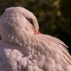 Pause au couchant (Ciconia ciconia, cigogne blanche)