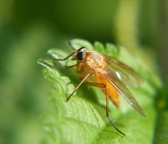 Pause auf dem Blatt, gelbliche Fliege