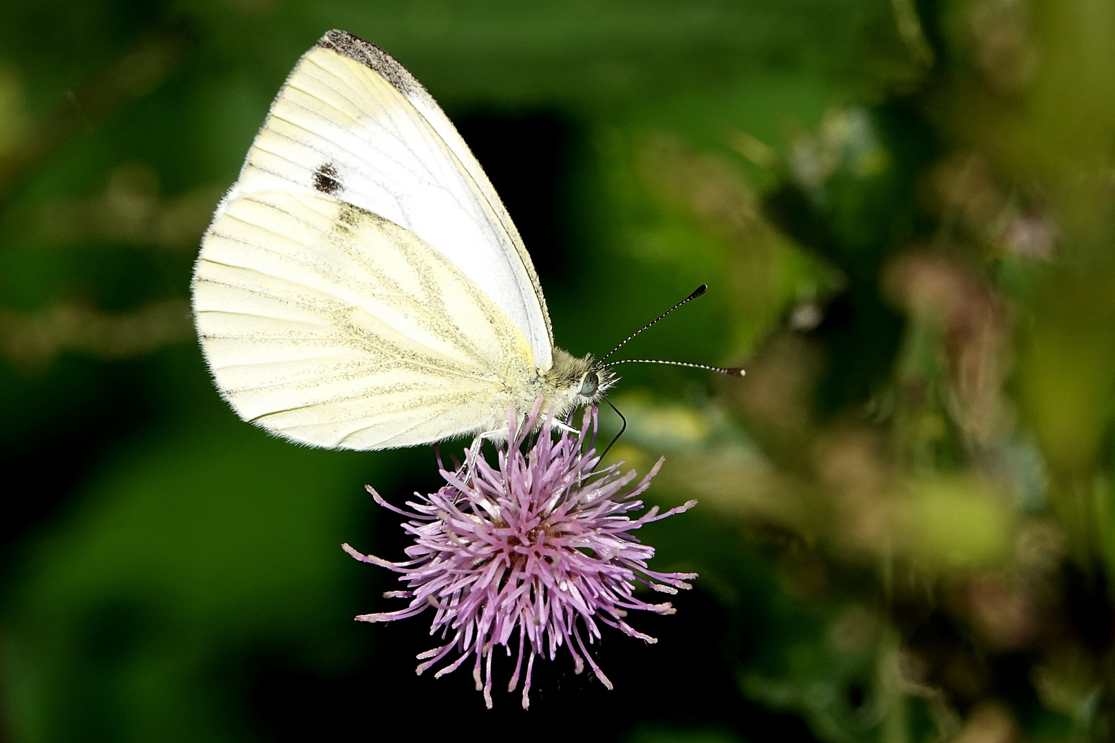 Pause auf der Blüte