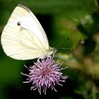 Pause auf der Blüte