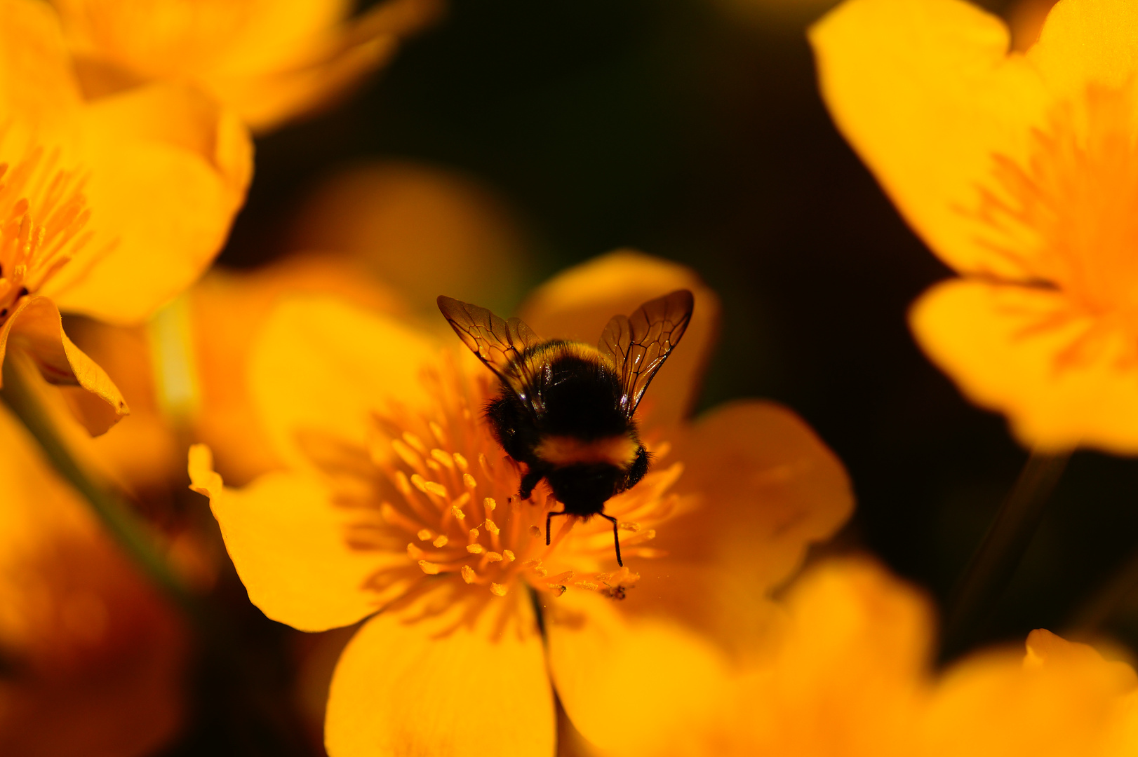 Pause auf der Sumpfdotterblume