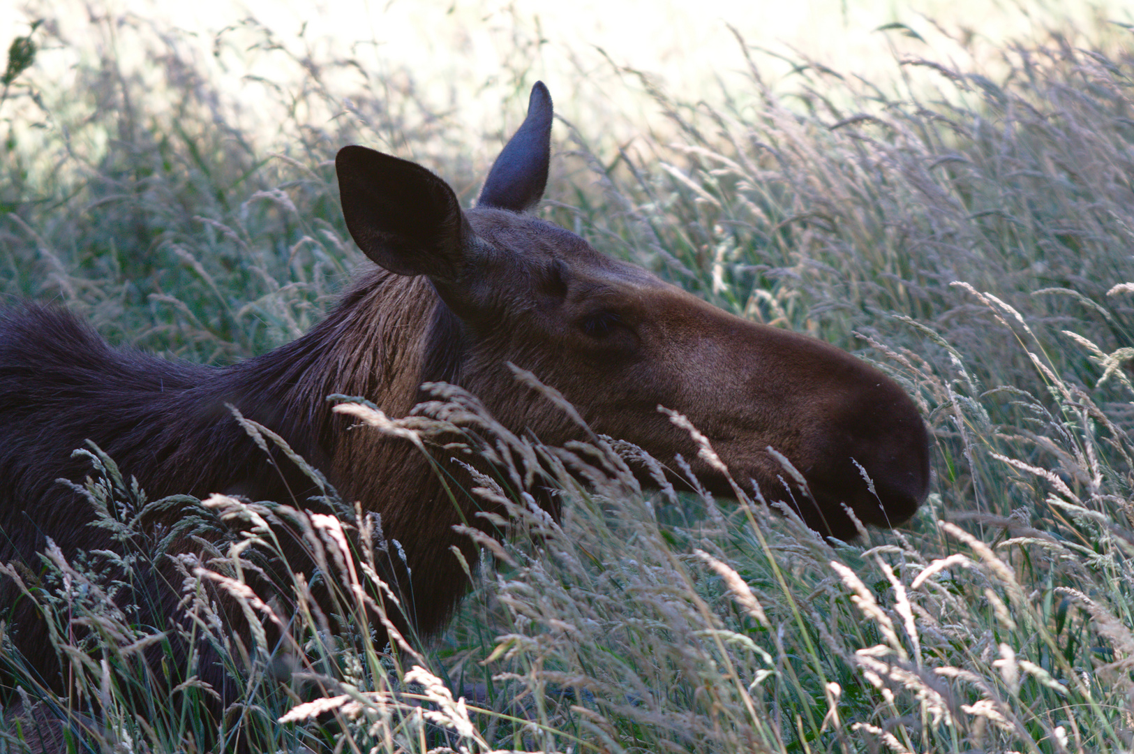 Pause auf der Wiese (Wildpark Gangelt)