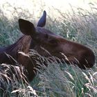 Pause auf der Wiese (Wildpark Gangelt)