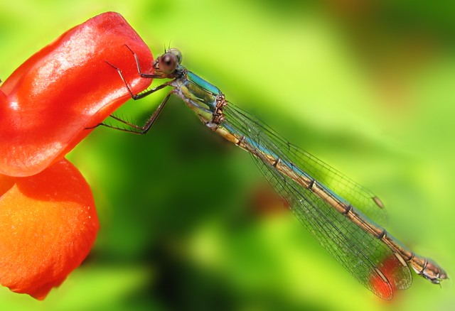 Pause auf einer Bohnenblüte