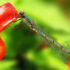 Pause auf einer Bohnenblüte