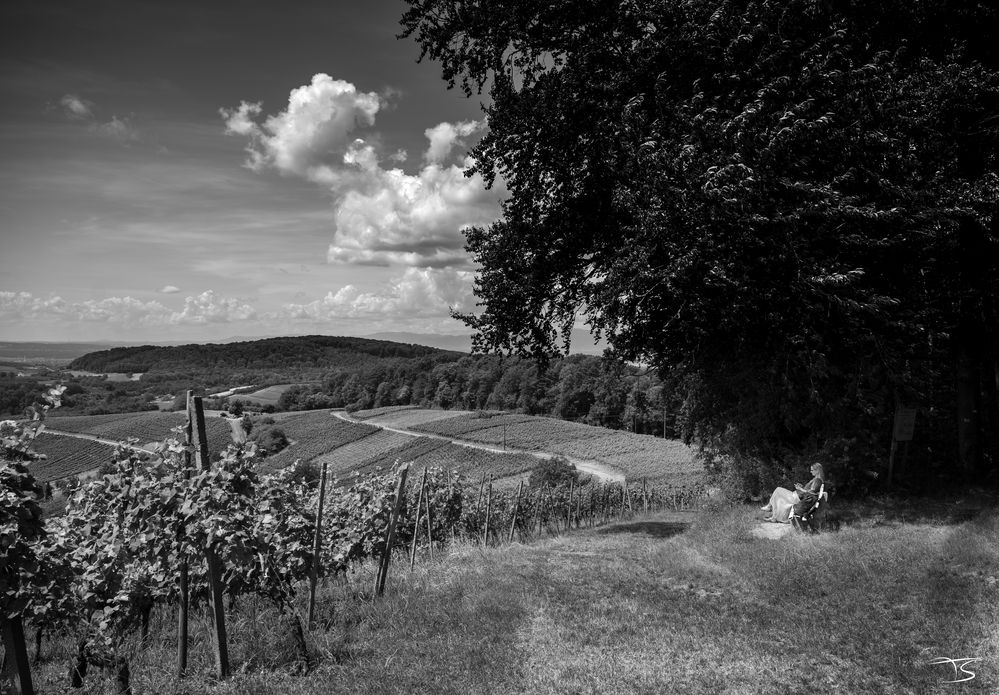 Pause bei Feldberg mit Blick auf die höchste Gutedelweinlage Badens mit den Namen »Paradies«