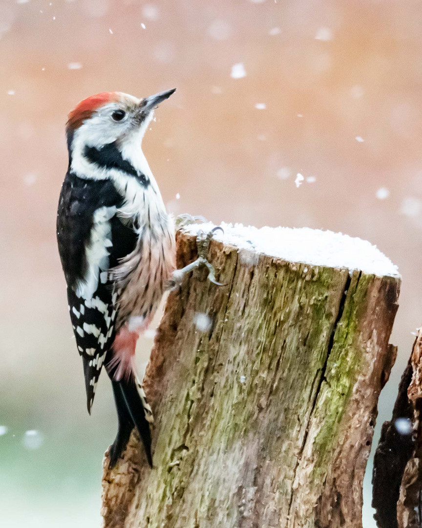 Pause bei Schneefall