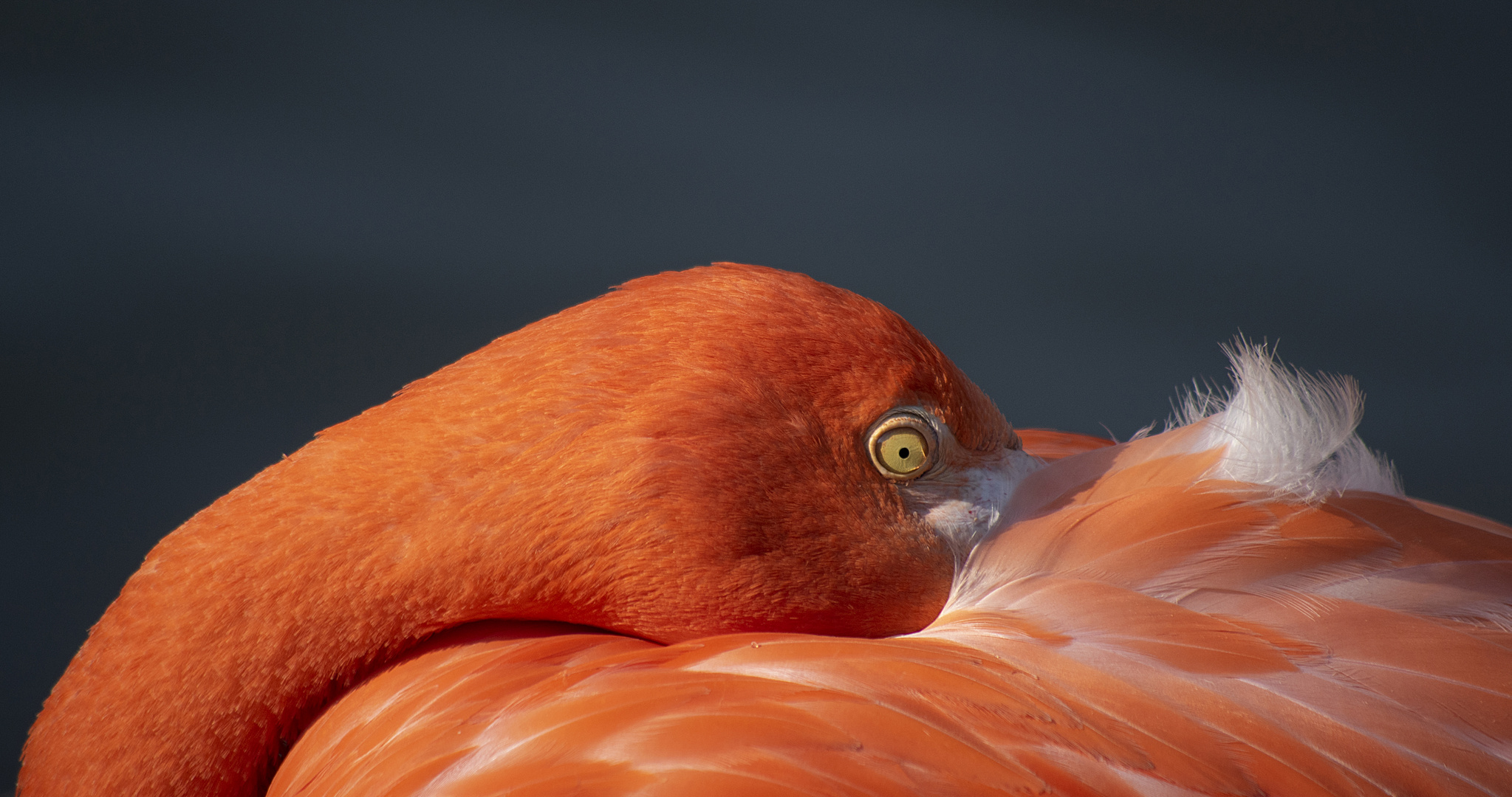 Pause douillette (Phoenicopterus roseus, flamant rose)