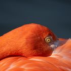 Pause douillette (Phoenicopterus roseus, flamant rose)