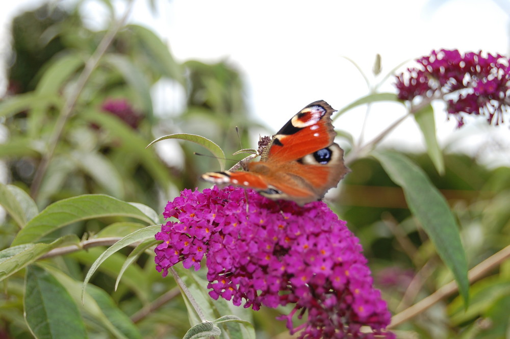 pause du papillon