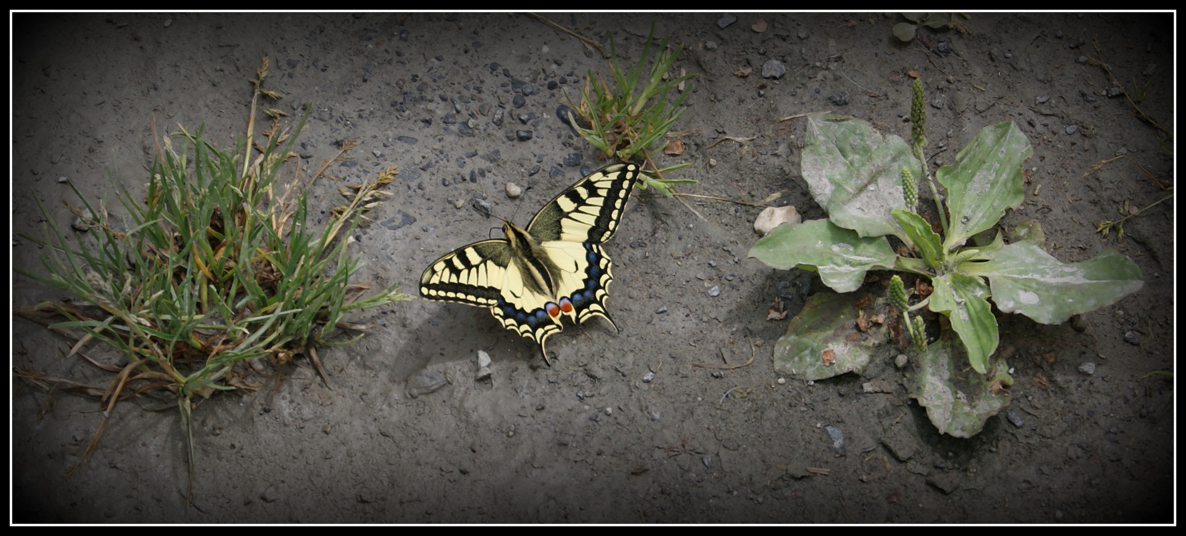 pause d'un papillon