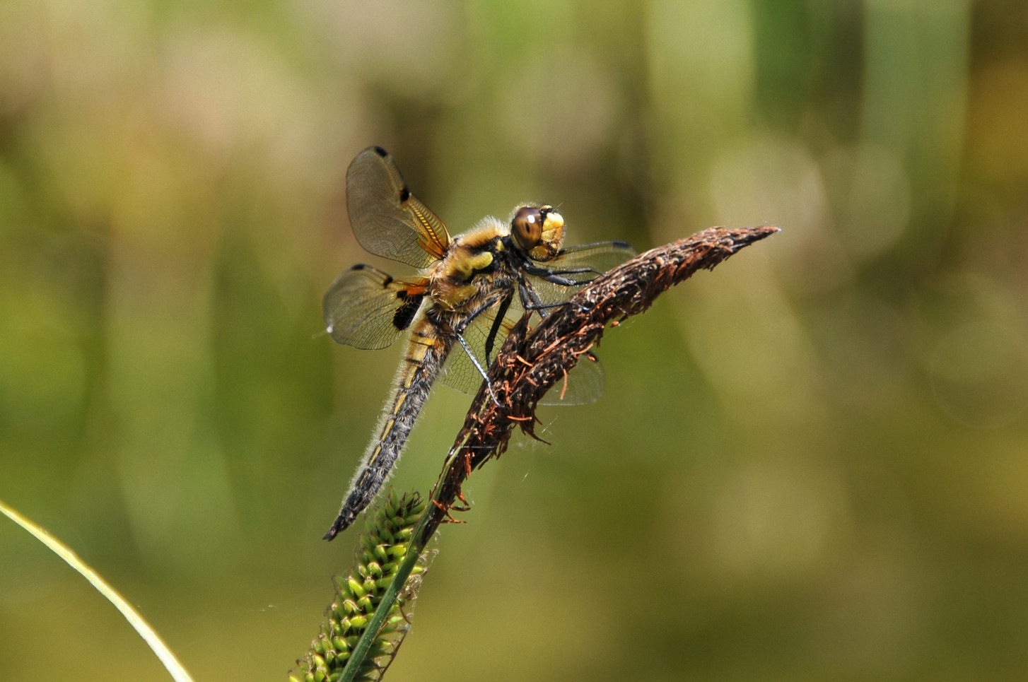 Pause eines natürlichen "Flugapparates".