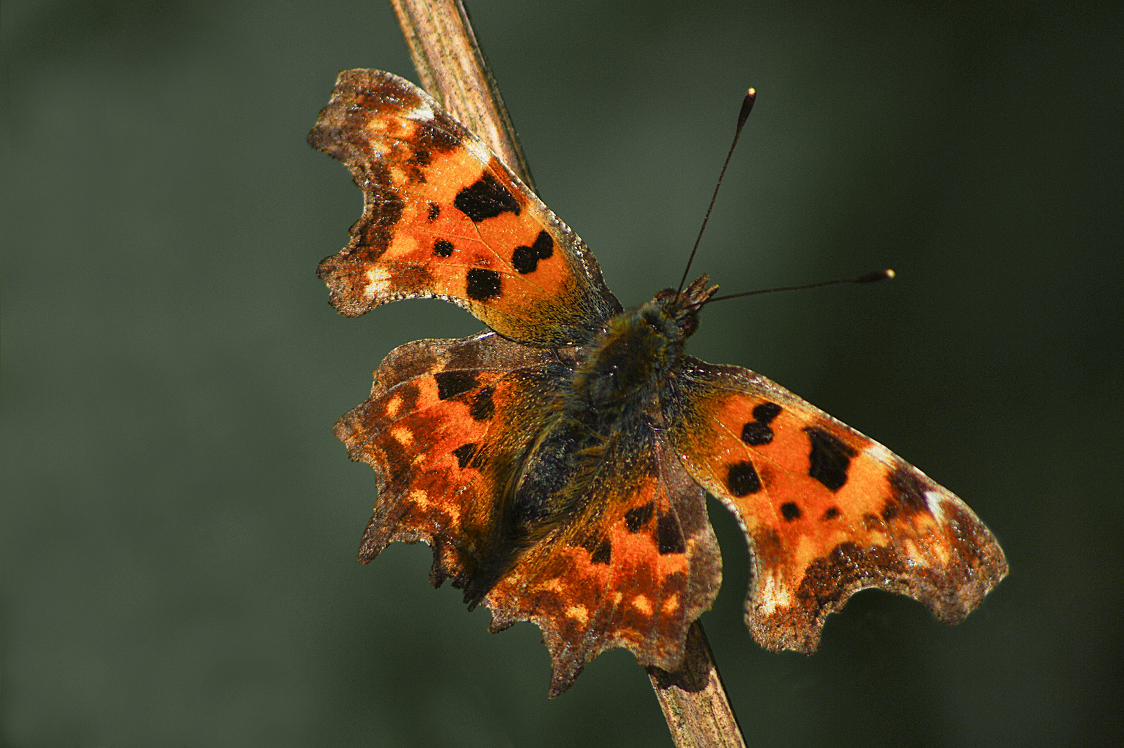 Pause éphémère (Polygonia c-album, Robert-le-diable)