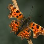 Pause éphémère (Polygonia c-album, Robert-le-diable)