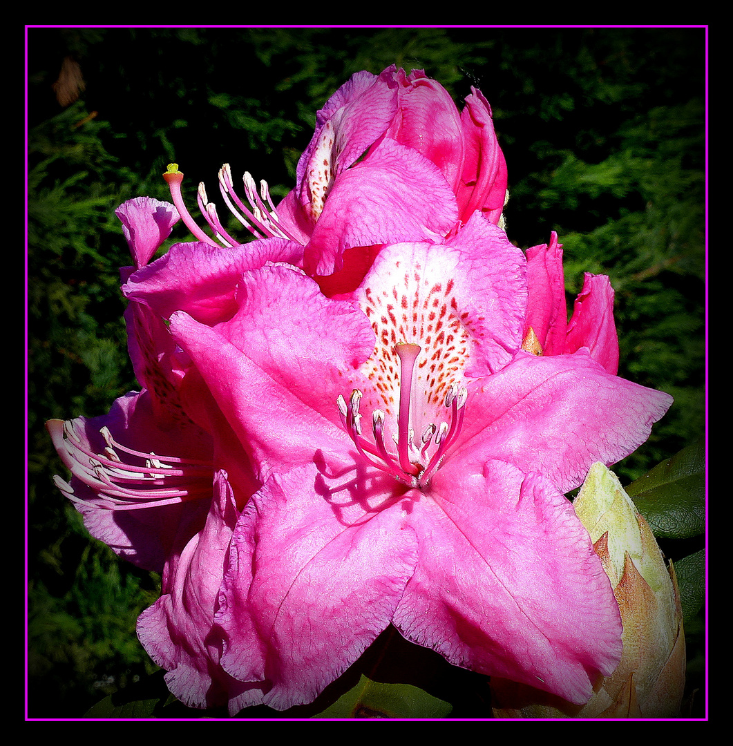 PAUSE - FLORALE - Toute à voir en plein écran ... 