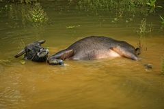 Pause für den Wasserbüffel