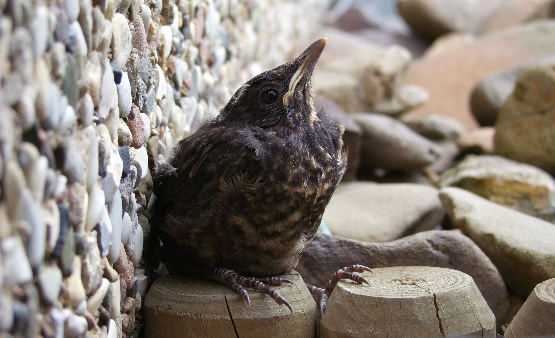 Pause für eine junge Amsel beim ersten Ausflug