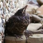 Pause für eine junge Amsel beim ersten Ausflug