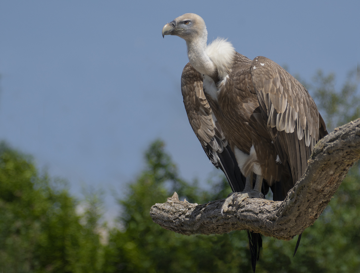 Pause (Gyps fulvus, vautour fauve)