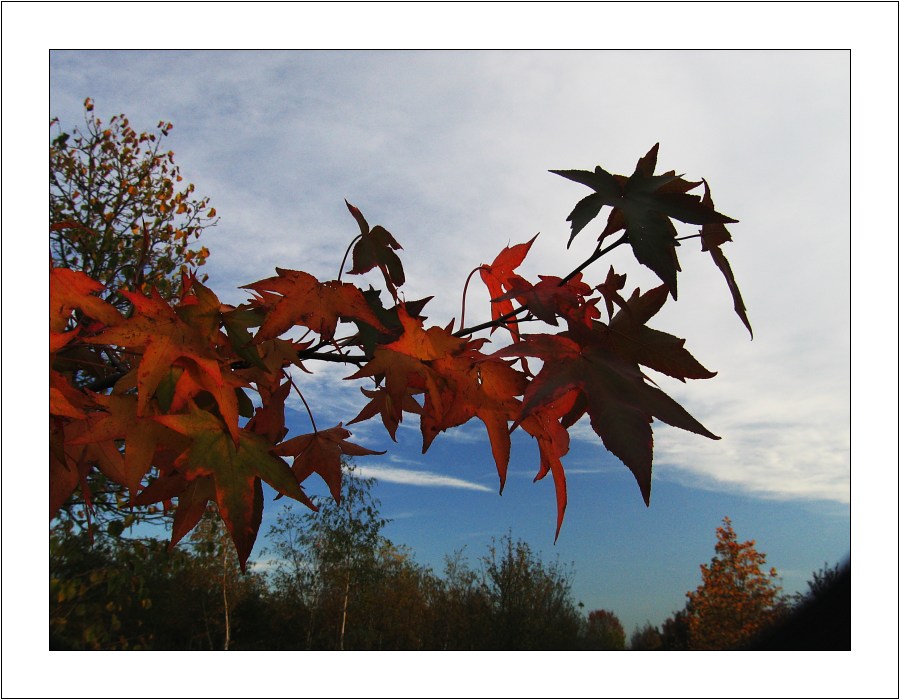 PAUSE ---- Herbst in der Baumschule (10)