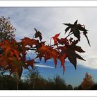 PAUSE ---- Herbst in der Baumschule (10)