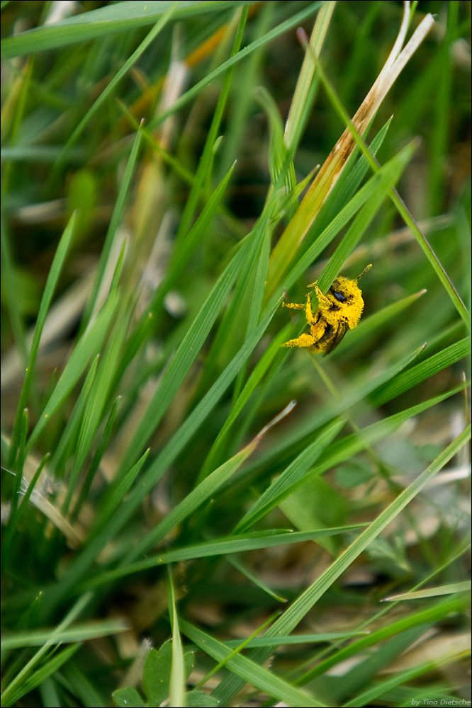 - Pause im Gras -