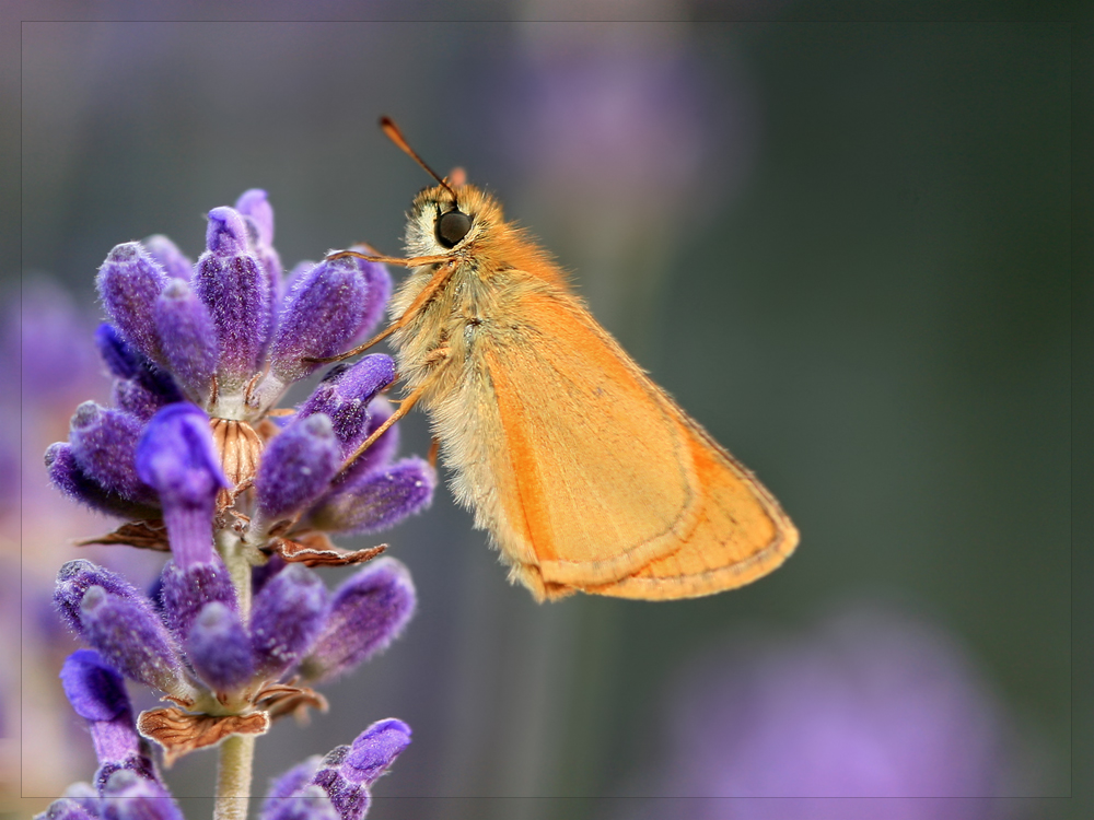 - Pause im Lavendel -