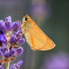 - Pause im Lavendel -