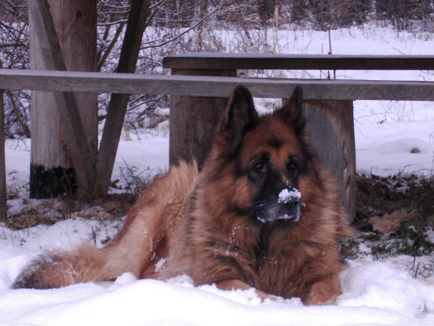 Pause im Schnee