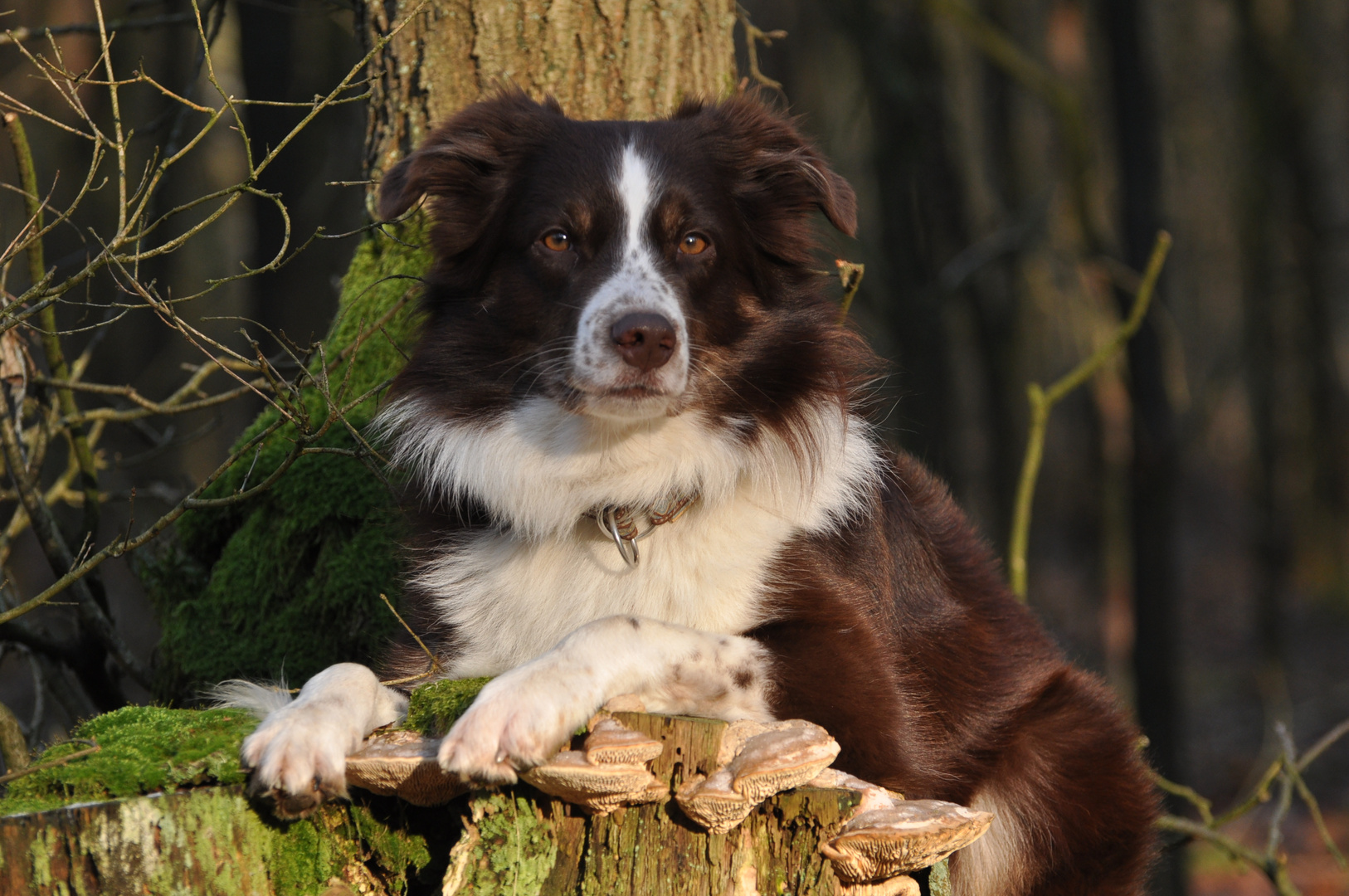 Pause im Wald