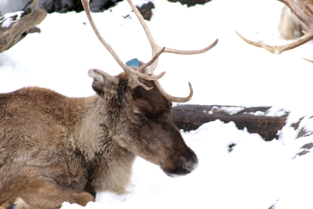 Pause nach dem Weihnachts-Stress