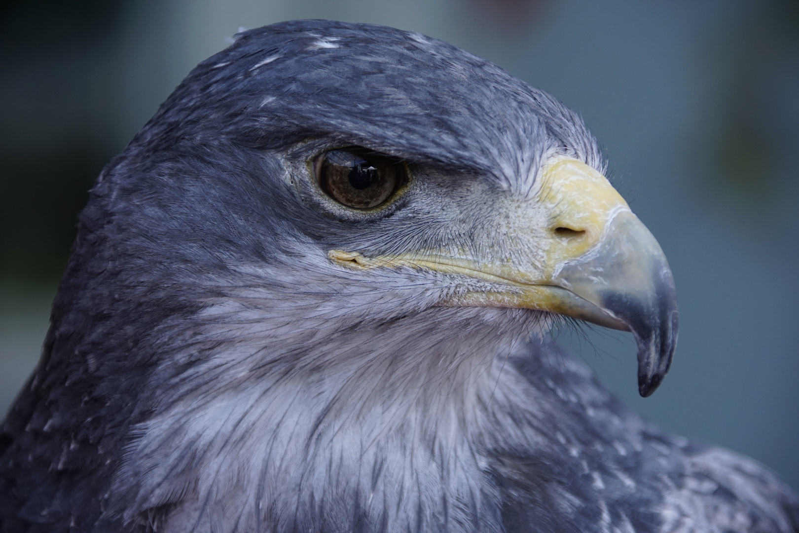 Pause nach der Greifvogelschau im Rahmen der Naturfototage in Fürstenfeldbruck 2018.