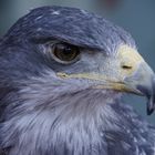 Pause nach der Greifvogelschau im Rahmen der Naturfototage in Fürstenfeldbruck 2018.