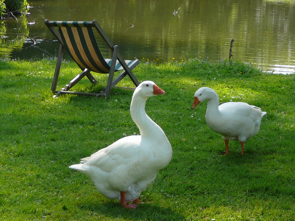 Pause pour les oies