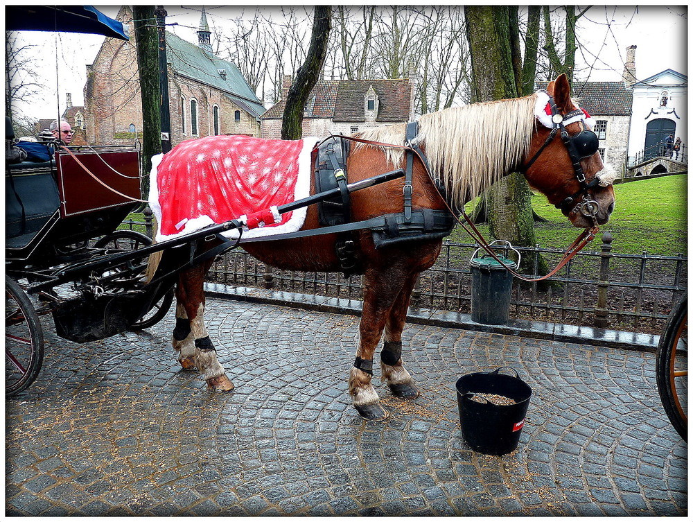 PAUSE REPAS DU CHEVAL DE CALECHE