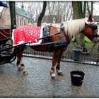 PAUSE REPAS DU CHEVAL DE CALECHE