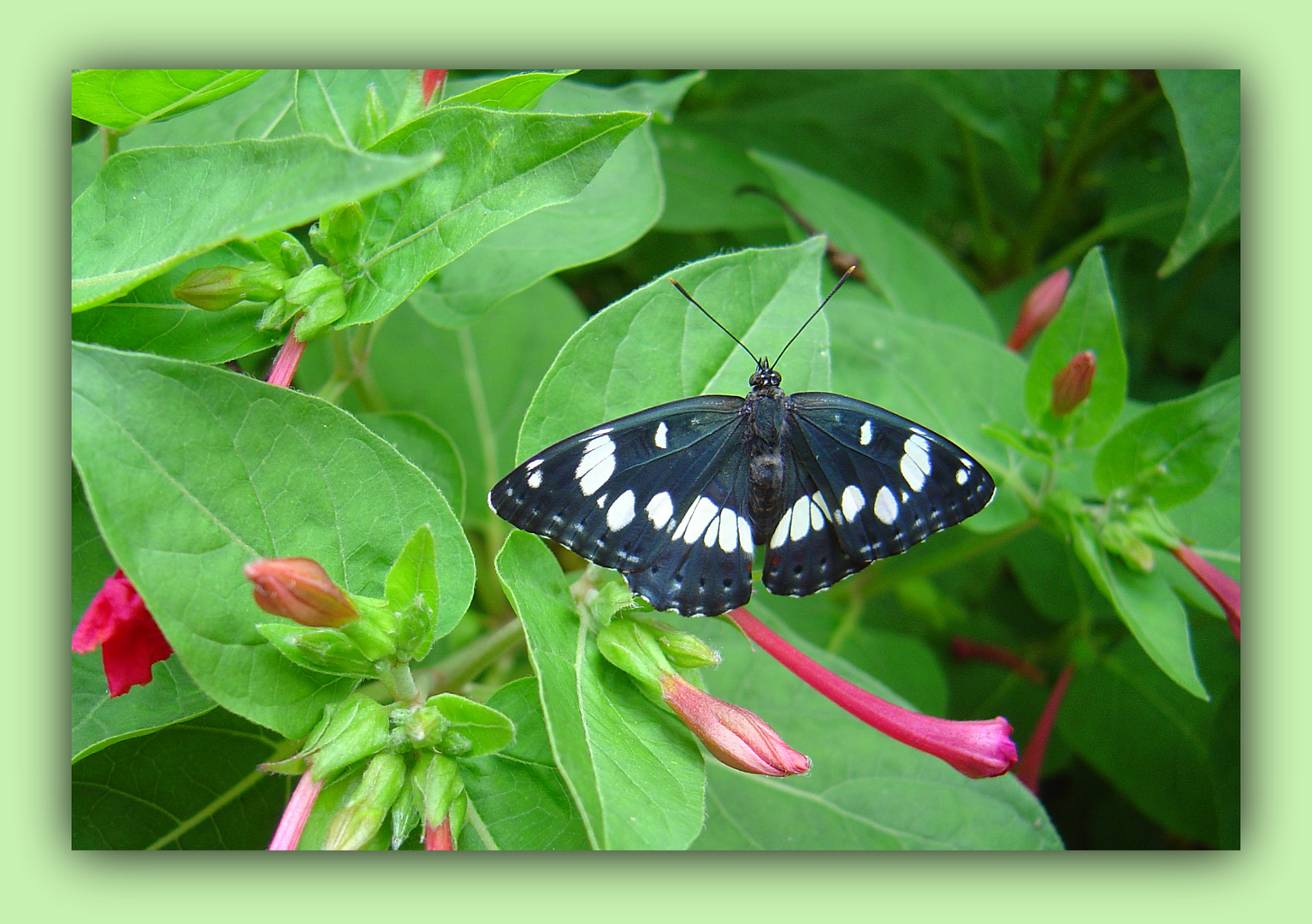 Pause sur belles de jour - Kleine Pause