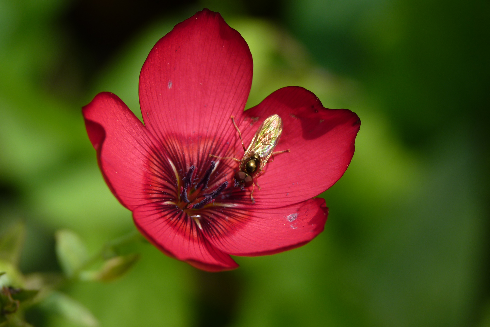 Pause sur une fleur de lin