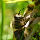 Pause unter der Löwenzahnblüte