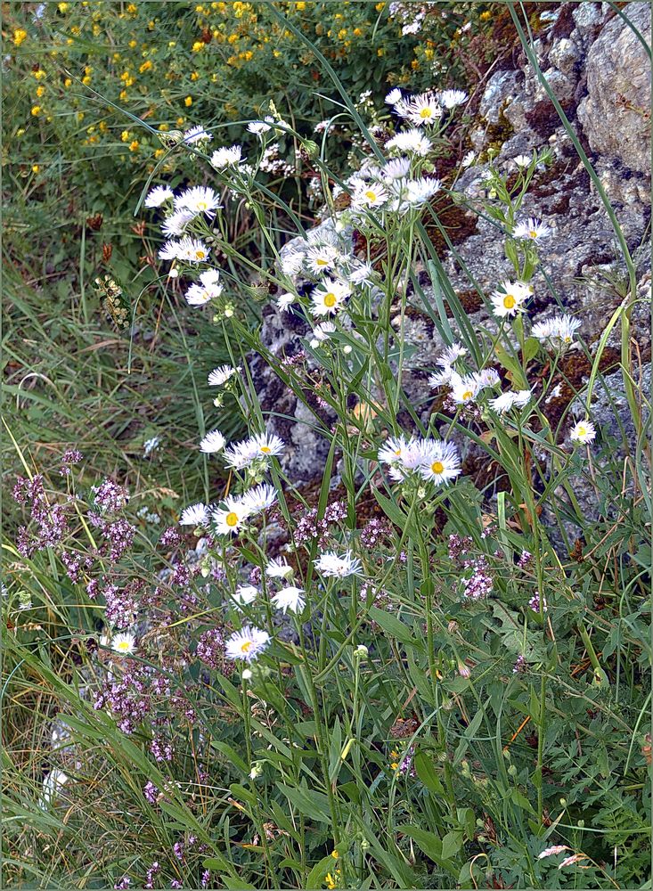 Pause  VI      Wilde Natur genießen 