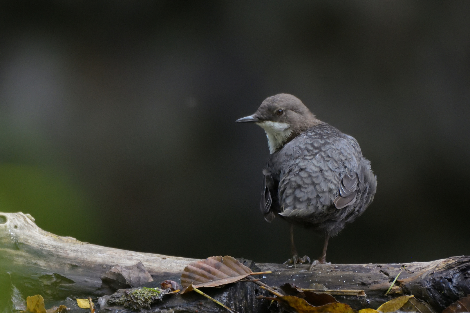 Pause während der Gefiederpflege; Wasseramsel, Plombières, Belgien