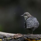 Pause während der Gefiederpflege; Wasseramsel, Plombières, Belgien