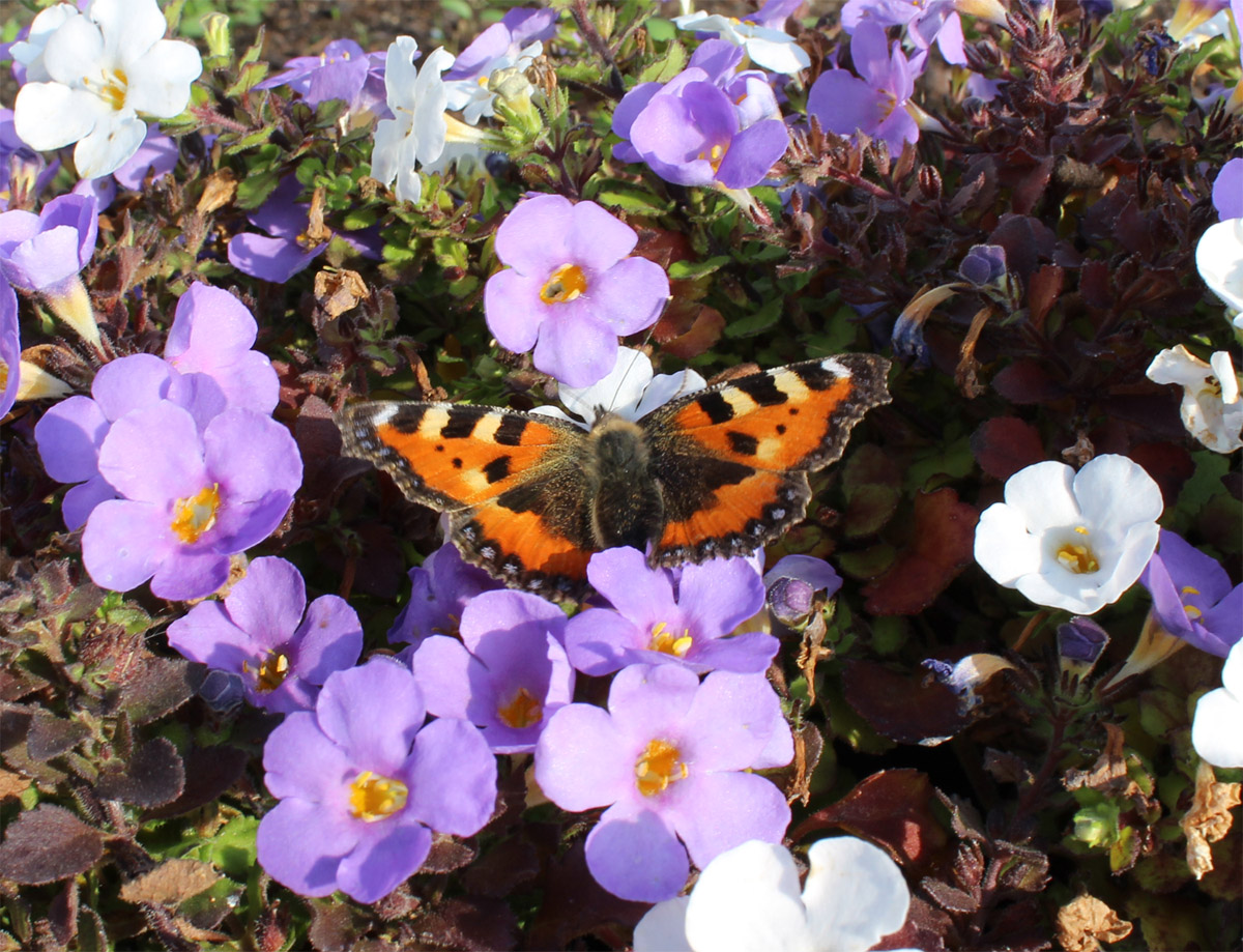 Pause zwischen Blumen ...