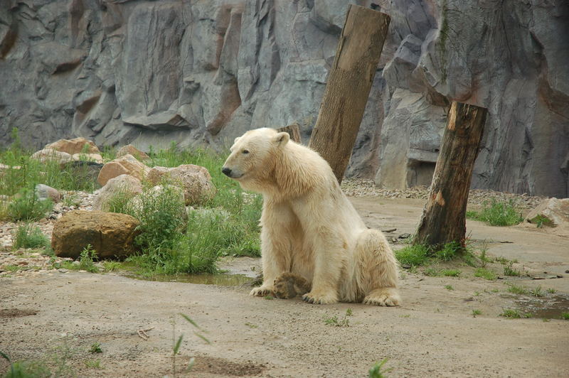 Pausenbär