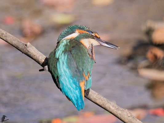 Pausieren und Genießen