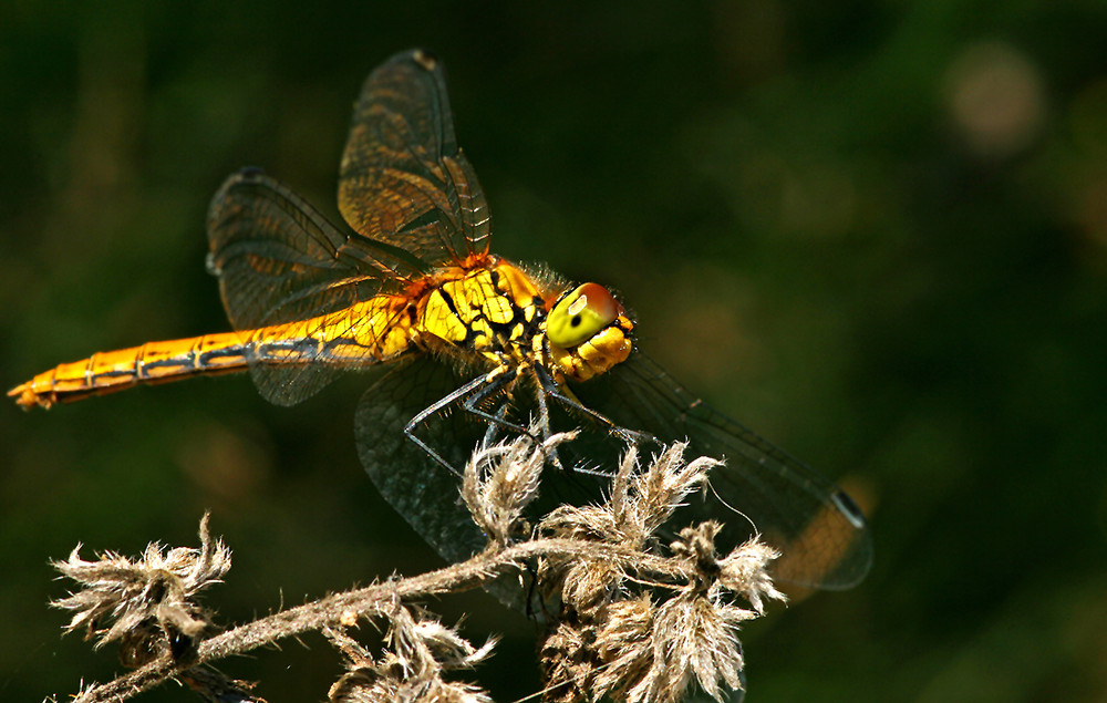 Pausierende Libelle