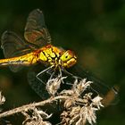 Pausierende Libelle