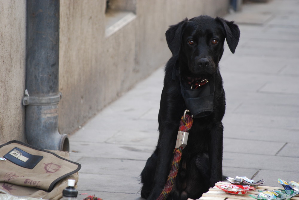 Pauvre chien